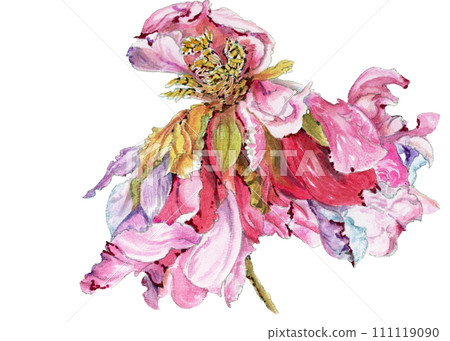 手繪水彩畫的逼真美麗的枯萎玫瑰花插圖 111119090