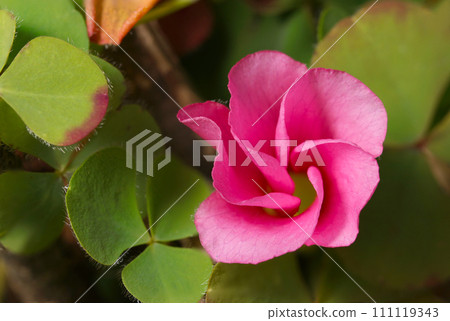 Azalea pink Oxalis flowers blooming in a spiral shape (natural light + strobe, macro close-up photography) Azalea pink Oxalis flowers blooming in a spiral shape (natural light + strobe, macro close-up photography) 111119343