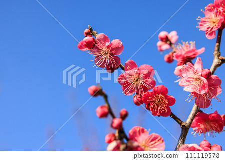 Red plum blossoms in full bloom in early spring Red plum blossoms in full bloom in early spring 111119578