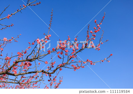 早春紅梅盛開 早春紅梅盛開 111119584