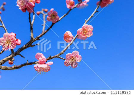 早春紅梅盛開 早春紅梅盛開 111119585