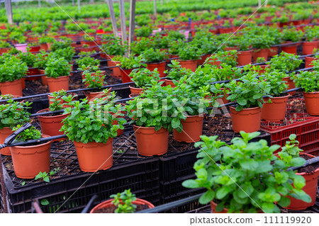 Image of mint growing in pots in a greenhouse. Image of mint growing in pots in a greenhouse. 111119920