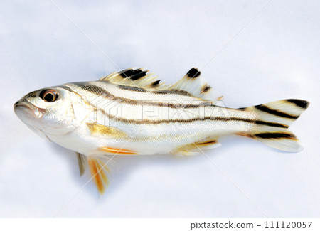 When I was fishing for gobies at the mouth of the Hanamizu River, I caught a kotohiki. 111120057