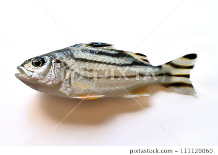 I caught a Kotohiki at the mouth of the Isumi River. 111120060