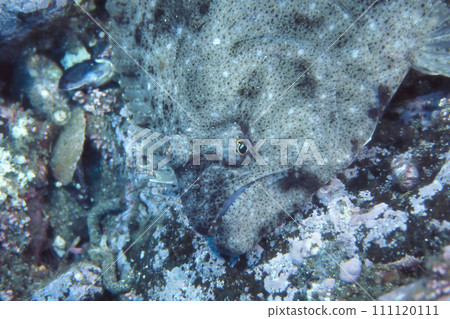 比目魚的眼睛和嘴巴 比目魚的眼睛和嘴巴 111120111