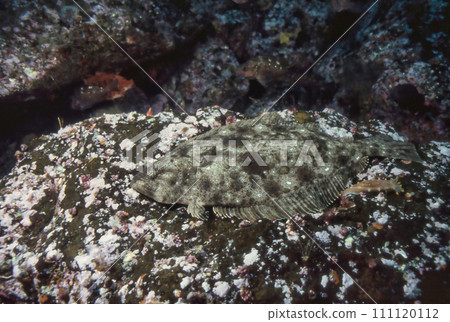 偽裝成岩石的比目魚 偽裝成岩石的比目魚 111120112