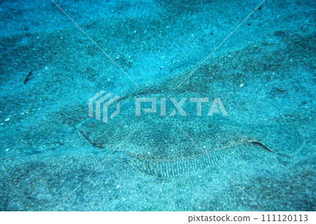 偽裝在沙中的比目魚 偽裝在沙中的比目魚 111120113
