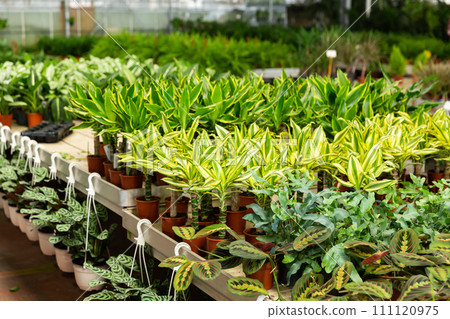 Potted houseplants in salesroom of floral shop Potted houseplants in salesroom of floral shop 111120975