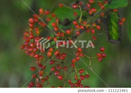 莢蓮屬植物果實 - 一種落葉灌木,是日本灌木叢的代表。 莢蓮屬植物果實 - 一種落葉灌木,是日本灌木叢的代表。 111121461