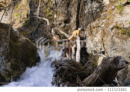 A marten appears in a mountain stream 111121881