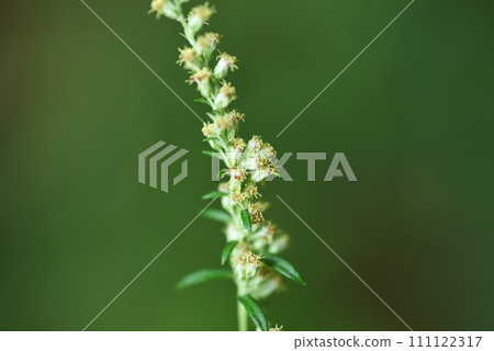 艾草花 艾草花 111122317