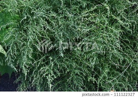 艾草花 艾草花 111122327