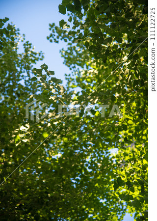 Refreshing fresh green Refreshing fresh green 111122725
