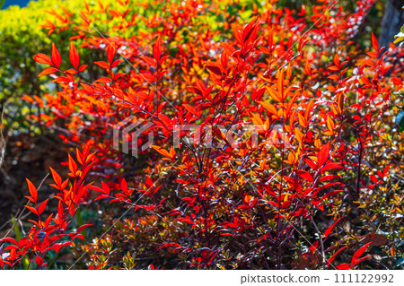 Southern sky leaves colored red Southern sky leaves colored red 111122992