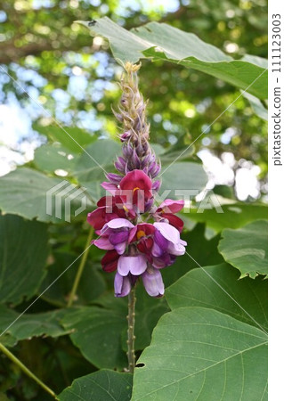 葛花、食材和秋季香草 葛花、食材和秋季香草 111123003