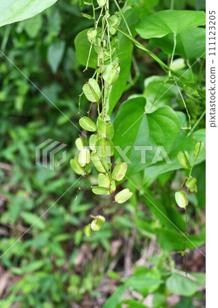 Onidokoro (Kinoro), flowers and capsules, poisonous plants 111123205