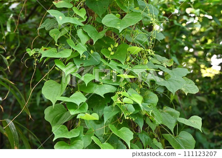 Onidokoro (Kinoro)、花和膠囊、有毒植物 111123207