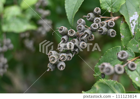 Utsugi fruit/capsule Utsugi fruit/capsule 111123814