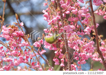 Medicine sucking honey from Kawazu cherry tree Medicine sucking honey from Kawazu cherry tree 111123897