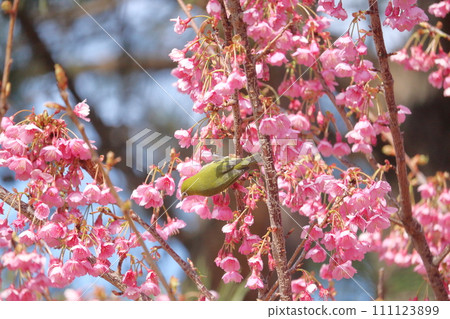 Medicine sucking honey from Kawazu cherry tree 111123899