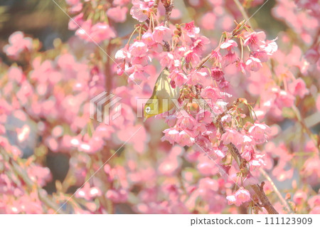 從河津櫻花樹吮吸蜂蜜的藥 111123909