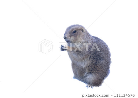 Prairie dog to eat food 111124576