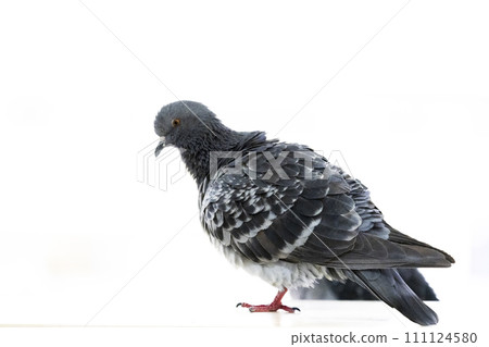 Pigeon posing with sharp eyes 111124580