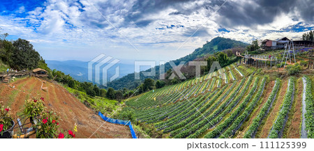 Skywalk Mon Jam flower garden in Mae Rim, Chiang Mai, Thailand 111125399