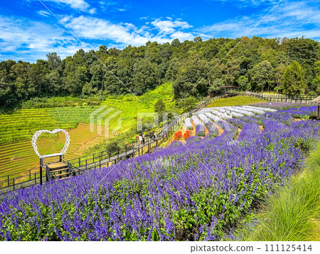 Skywalk Mon Jam flower garden in Mae Rim, Chiang Mai, Thailand 111125414