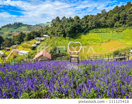 Skywalk Mon Jam flower garden in Mae Rim, Chiang Mai, Thailand 111125418