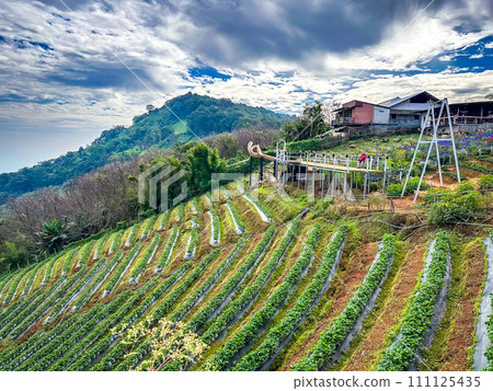 Skywalk Mon Jam flower garden in Mae Rim, Chiang Mai, Thailand 111125435