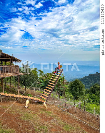 Skywalk Mon Jam flower garden in Mae Rim, Chiang Mai, Thailand 111125439