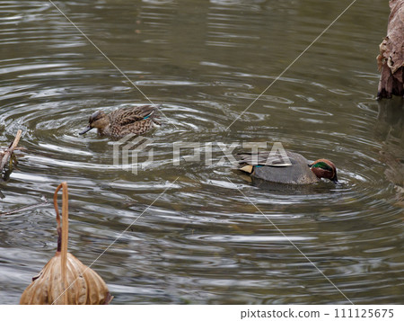 Pair of winter birds Anatidae Teal 111125675