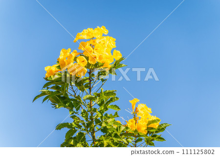 Tecoma stans yellow flowers close-up, yellow trumpetbush, yellow bells, yellow elder, green leaves, blue sky background, beautiful flower texture Tecoma stans yellow flowers close-up, yellow trumpetbush, yellow bells, yellow elder, green leaves, blue sky background, beautiful flower texture 111125802