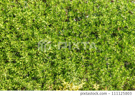 Green leaves wall background. Nature of green leaf in garden at summer. Natural green leaves plants using as spring background cover page environment ecology Green leaves wall background. Nature of green leaf in garden at summer. Natural green leaves plants using as spring background cover page environment ecology 111125803