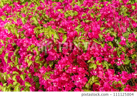 Bougainvillea, Paper flower Bougainvillea hybrida soft focus with blurry background Bougainvillea, Paper flower Bougainvillea hybrida soft focus with blurry background 111125804