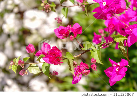 Bougainvillea, Paper flower Bougainvillea hybrida soft focus with blurry background 111125807