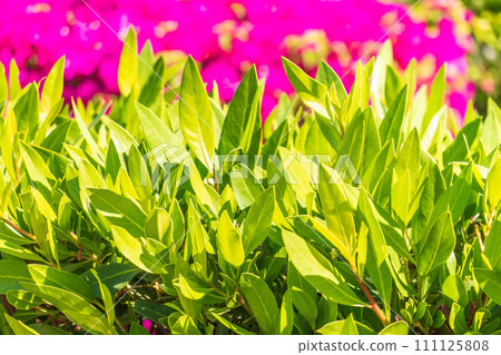 Nature of green leaf in garden at summer. Natural green leaves plants using as spring background cover page environment ecology 111125808