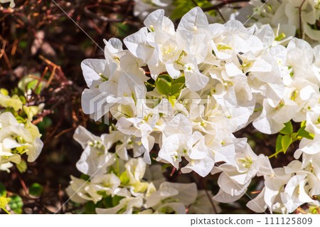 White Bougainvillea. White Flowers. Beautiful bloomed white flowered bougainvillea. White Bougainvillea. White Flowers. Beautiful bloomed white flowered bougainvillea. 111125809
