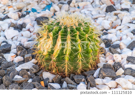 Kroenleinia is a monotypic genus of succulent plants in the Cactaceae family. Kroenleinia grusonii on rocky ground Kroenleinia is a monotypic genus of succulent plants in the Cactaceae family. Kroenleinia grusonii on rocky ground 111125810