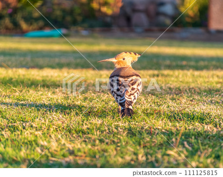 Eurasian hoopoe or Common hoopoe (Upupa epops) bird close-up on natural green grass background Eurasian hoopoe or Common hoopoe (Upupa epops) bird close-up on natural green grass background 111125815