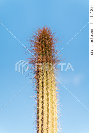 Arthrocereus rondonianus is a species of plant in the Cactaceae family 111125832