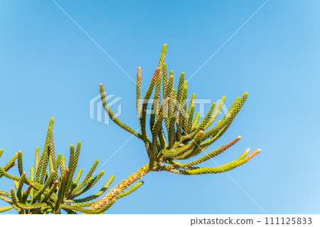 Needles of evergreen tree Araucaria araucana,commonly called the Monkey Puzzle Tree, Monkey Tail Tree or Chilean Pine 111125833