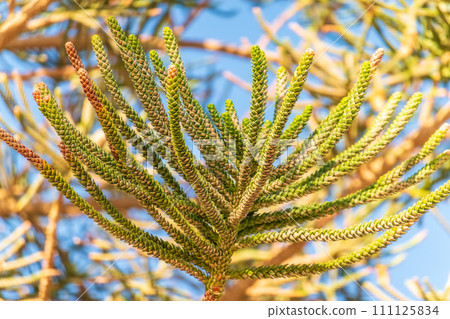 Needles of evergreen tree Araucaria araucana,commonly called the Monkey Puzzle Tree, Monkey Tail Tree or Chilean Pine 111125834