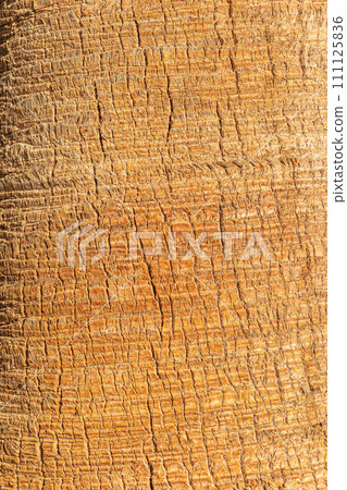 Palm tree bark tropical texture. Cracked wood texture background. Closeup palm bark 111125836