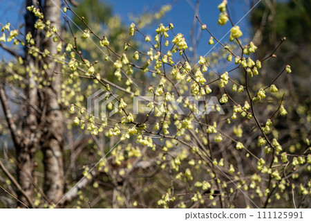 黃色的山茱萸花預示著春天的到來 111125991