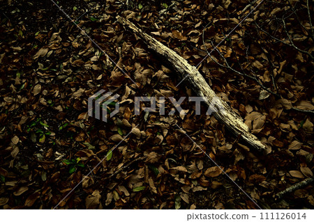 fallen leaves and rotten tree branches 111126014