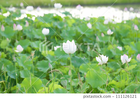 蓮花蔓延開來 蓮花蔓延開來 111126121