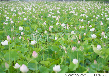 蓮花蔓延開來 蓮花蔓延開來 111126122