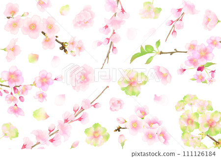 花背景(櫻花) 花背景(櫻花) 111126184